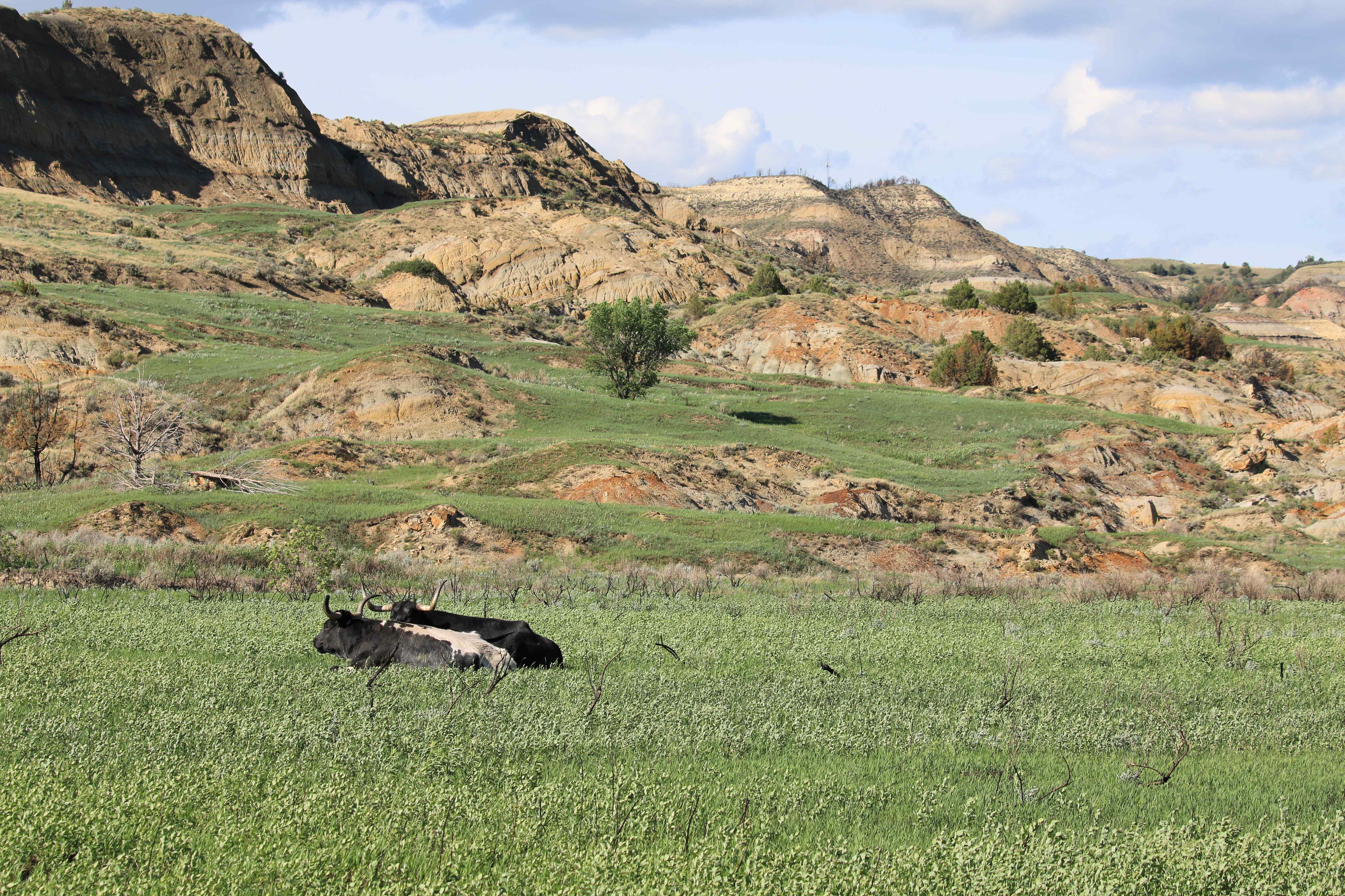 Theodore Roosevelt NP